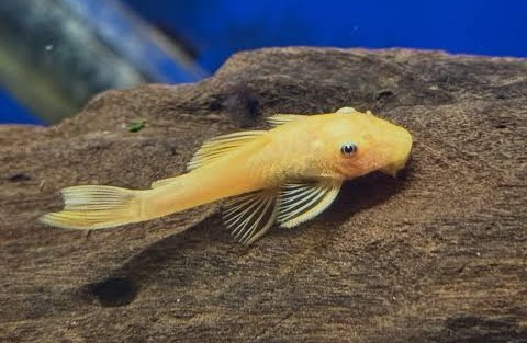 L144 Lemon yellow blue eyes